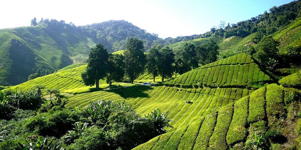 Visiting the Plantation